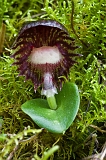 Corybas diemenicus Viened Helmut-orchid1